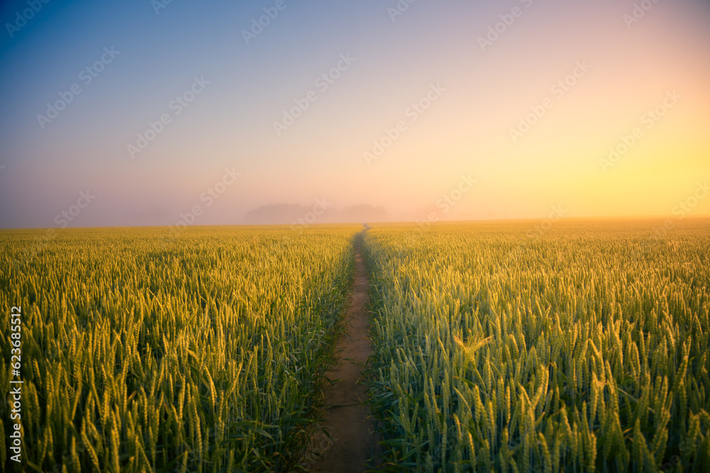Golden Horizons: Majestic Summer Sunrise over Countryside Wheat Field in Northern Europe