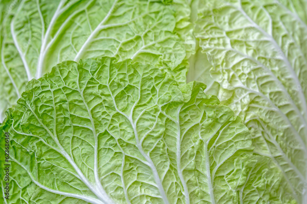 chinese cabbage leaf pattern background