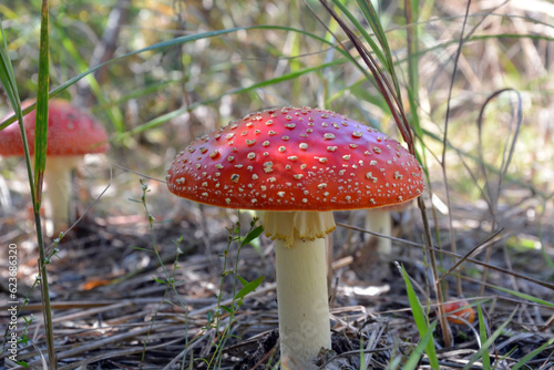 Close-up of bright spotted red toadstool mushrooms growing in forest on grass. Selective focus and background blur