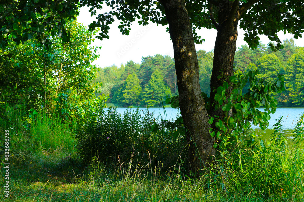 Beautiful natural landscape. Summer day on the lake. Lots of bright greenery, a growing tree and a river.