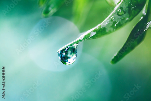 water drops on green leaf