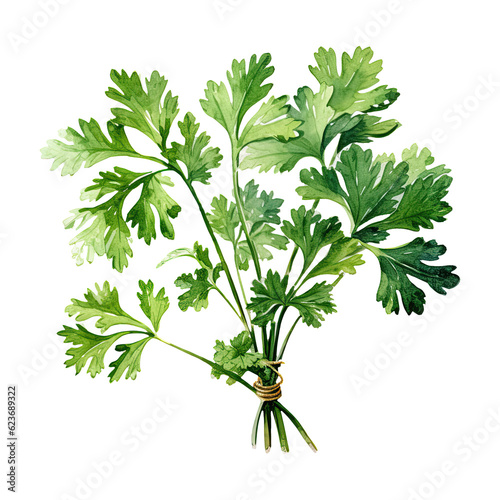 Watercolor coriander. Vegetable clipart illustration. Generative AI
