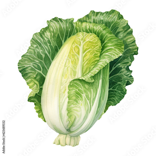 Watercolor napa cabbage. Vegetable clipart illustration. Generative AI