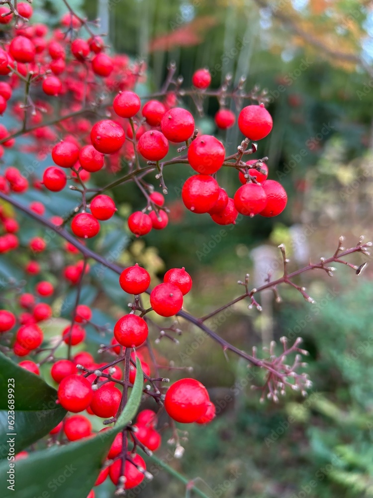 Red berries 