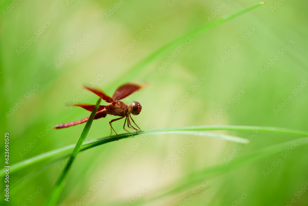 Close-up view of dragonfly perching on grass blade Close-up view of dragonfly perching on grass blade