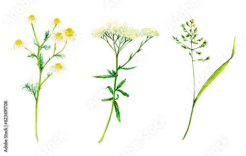 Yellow and green set of meadow wildflowers - yarrow  camomile and bluegrass hand-drawn. Watercolor floral natural illustration of delicate plants isolated on white background