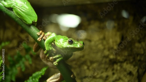 Small green Chinese flying frog (rhaccophorus dennysi or Zhangixalus dennysi) sits on wooden branch in glass terrarium. Soft focus. Real time video. Exotic pets theme.