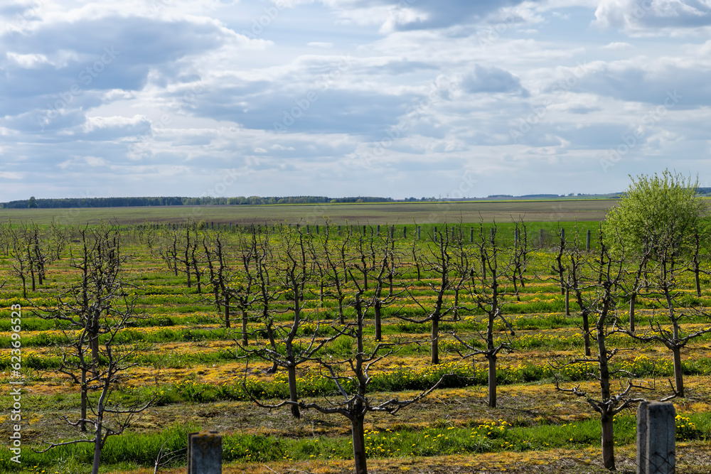 apple trees in the spring in the orchard