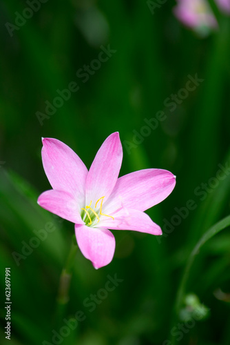 pink lily 