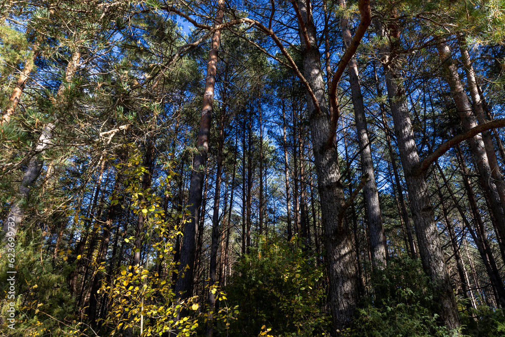 Coniferous pine tree with long needles