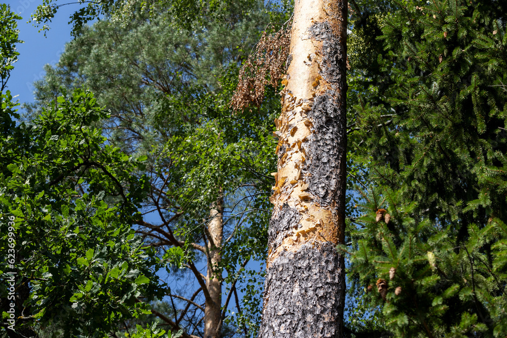 Fototapeta premium Tall pine tree in summer