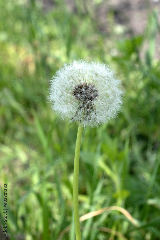 Blooming fluffy dandelion with selected focus in the green field Blooming fluffy dandelion with selected focus in the green field