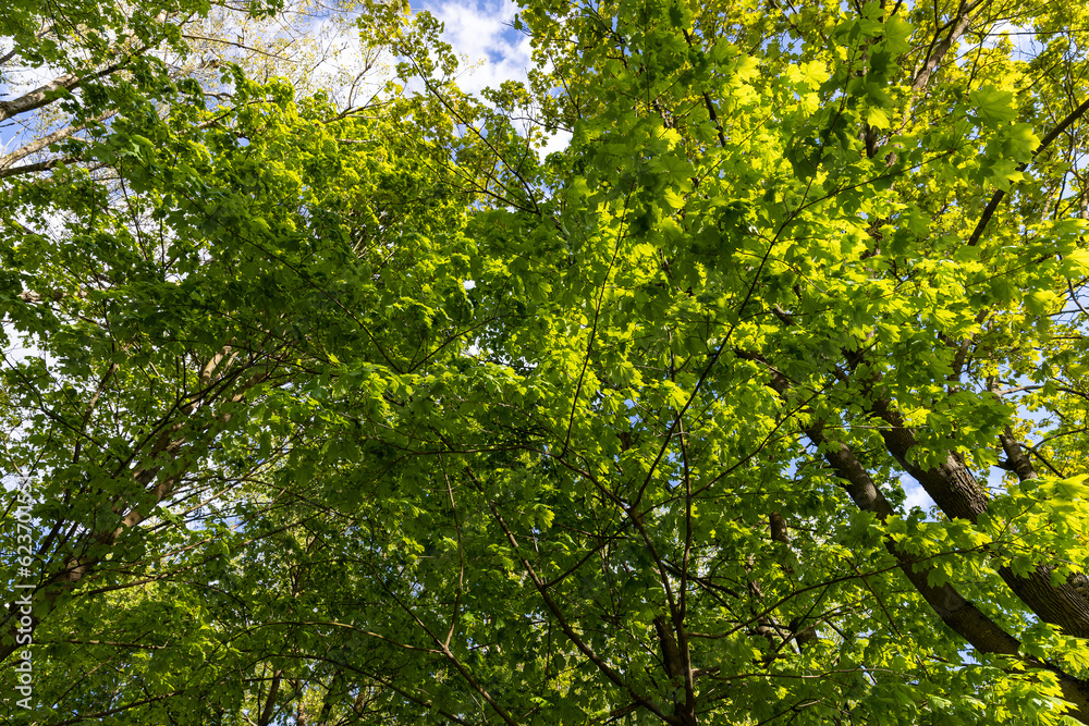 green foliage of maple trees in the spring season