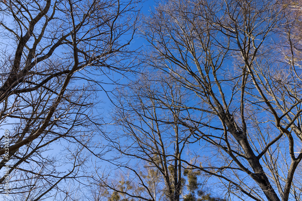 leafless trees in early spring in sunny weather leafless trees in early spring in sunny weather
