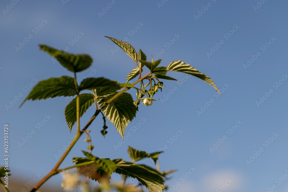 green raspberry bushes with unripe green berries