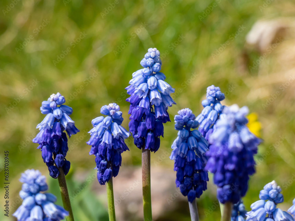 Close-up shot of the Muscari pseudomuscari flowering with long, bell-shaped flowers in the garden Close-up shot of the Muscari pseudomuscari flowering with long, bell-shaped flowers in the garden