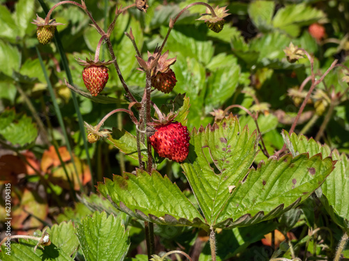 Close-up shot of the wild strawberry  Alpine strawberry or European strawberry plants growing in clumps flowering with white flowers and maturing ripe  red fruits in garden