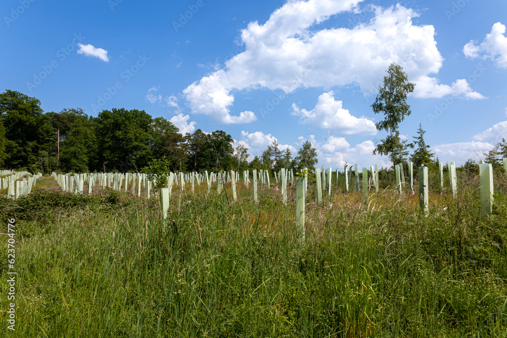 Fototapeta premium reforestation with tree seedlings with plastic tubes around stem growing in rows