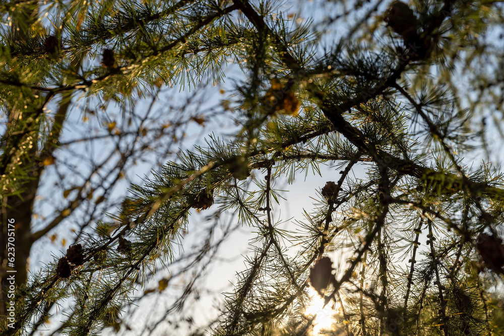 Spruce branches with green needles in sunny weather Spruce branches with green needles in sunny weather