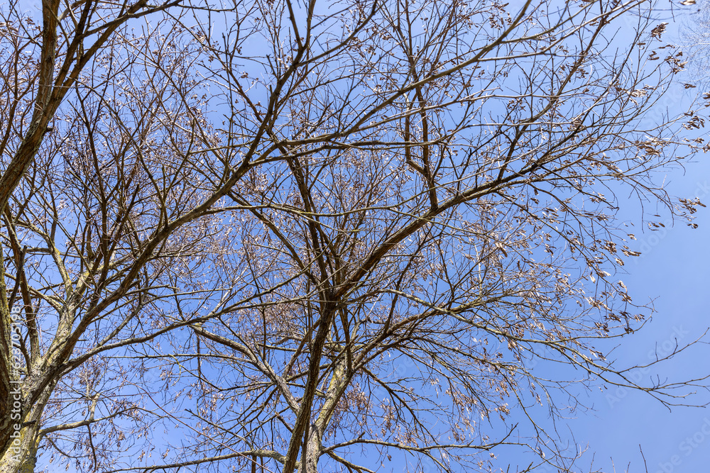 Branches of deciduous trees in the park in spring sunny weather