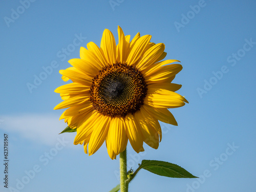 Close-up shot of big  yellow common sunflower  Helianthus  in bright sunlight facing the sun with blue sky in the background. Yellow and blue