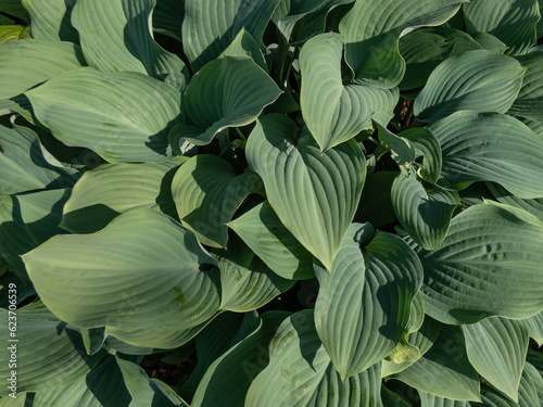Hosta (hybrid of Hosta nigrescens) 'Krossa Regal' with smooth, thick, widely-veined, blue to gray leaves that have slightly wavy margins