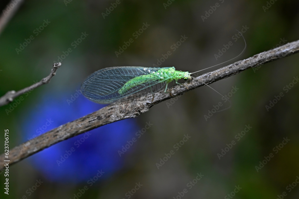 Lacewing // Florfliege (Chrysopa cf. perla) Lacewing // Florfliege (Chrysopa cf. perla)