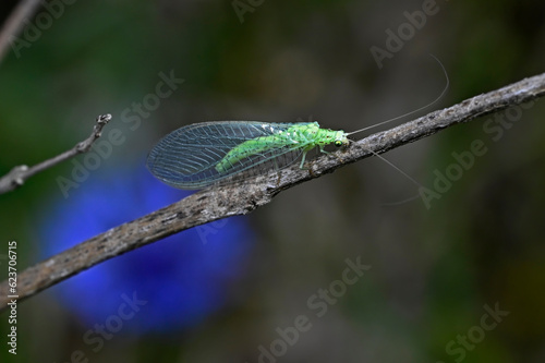 Lacewing // Florfliege (Chrysopa cf. perla) photo