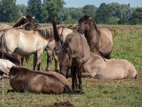 Grey and black Semi-wild Polish Konik horses spending time together in a floodland meadow with green vegetation in summer. Wild horse reintroduction