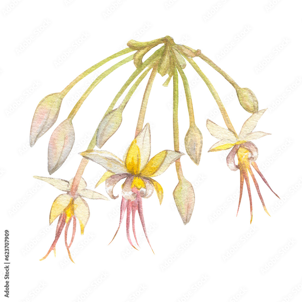 Watercolor illustration of cocoa tree flowers. Isolated hand drawn illustration. Suitable for packaging design, menu