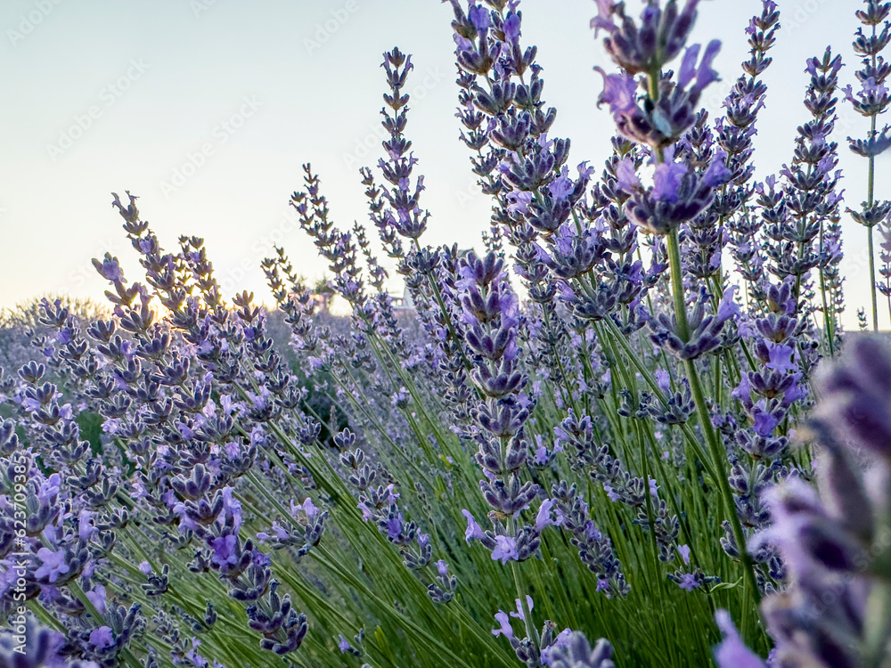 Naklejka premium Adult tissue and shoots of lavender