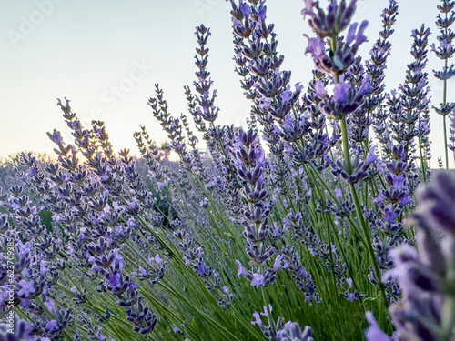 Adult tissue and shoots of lavender