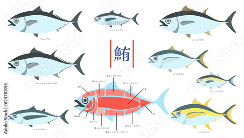 マグロとマグロ肉の部位別名称のイラストセット。フラットなベクターイラスト。
Illustration set of tuna and the names of different cuts of tuna meat. Flat designed vector illustration.