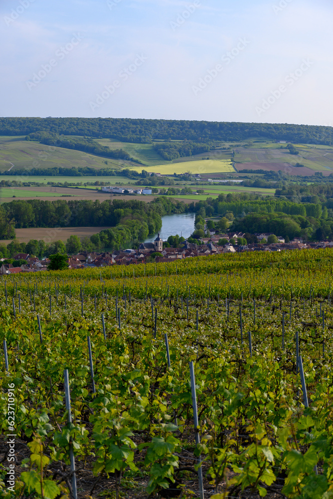 Panoramic view on green premier cru champagne vineyards in village Cumieres near Epernay, Champange, France