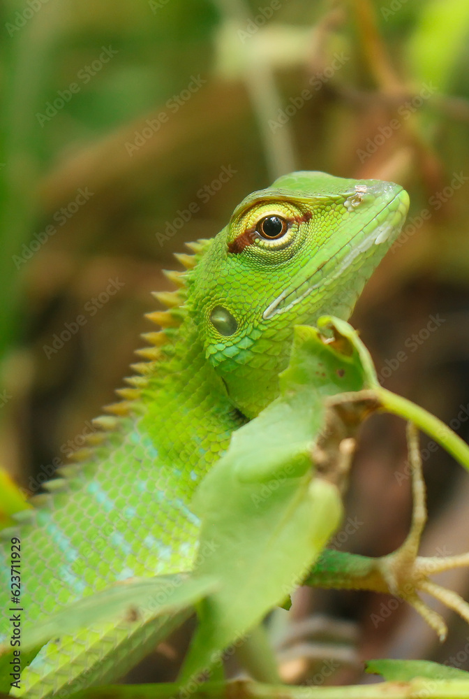 The Lizard's Intrigue Scales of Enchantment: A captivating lizard mesmerizes with intricate patterns and a mysterious gaze, embodying the awe-inspiring beauty of the natural world. The Lizard's Intrigue Scales of Enchantment: A captivating lizard mesmerizes with intricate patterns and a mysterious gaze, embodying the awe-inspiring beauty of the natural world.