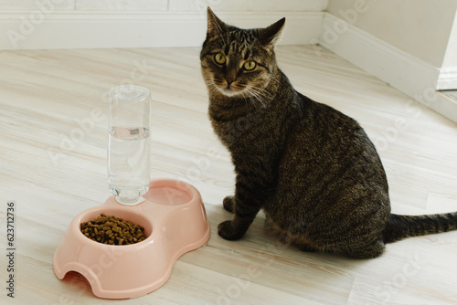 Fototapeta Naklejka Na Ścianę i Meble -  Cat sits near a bowl with dry food and water. Domestic cat food concept
