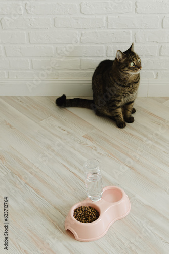 Cat is sitting next to the food. Vertical photo