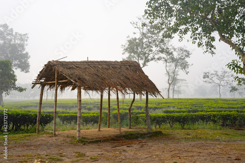 Hut in the tea gardens of Mariani, Assam.  photo