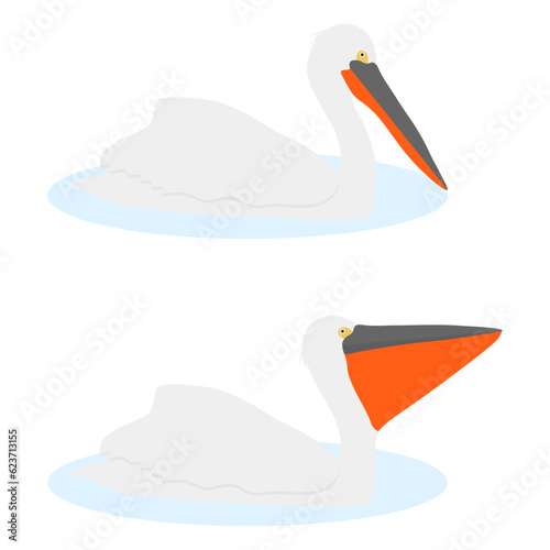 Set of Dalmatian pelican bird. Pelecanus crispus isolated on white background. Water bird floats on the water. Vector illustration.