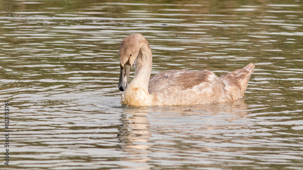 great crested grebe
