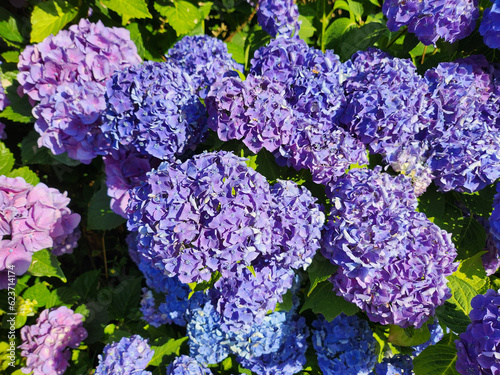 Hortensias bleus.