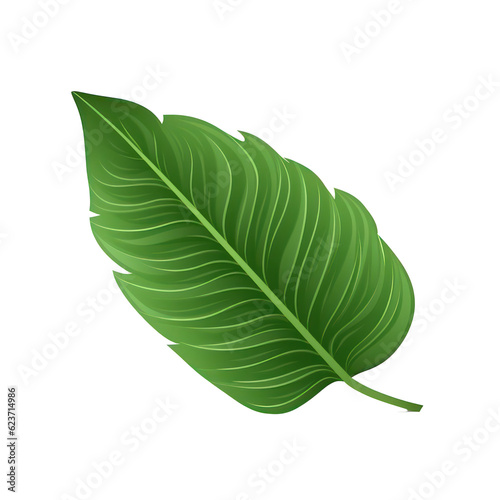 Monstera leave illustration