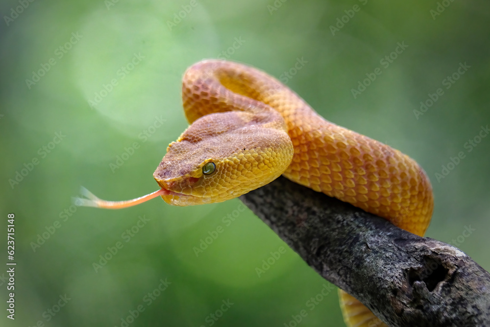 Fototapeta premium yellow viper on tree