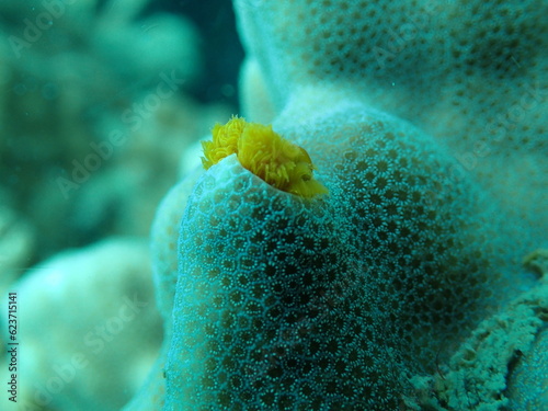 サンゴから出てきた黄色いイバラカンザシ