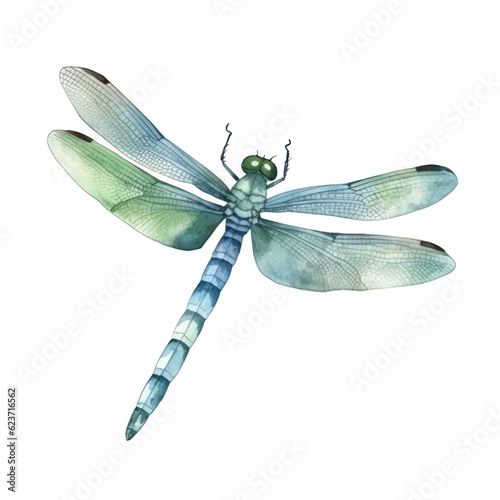 dragonfly watercolor, beautiful dragon fly