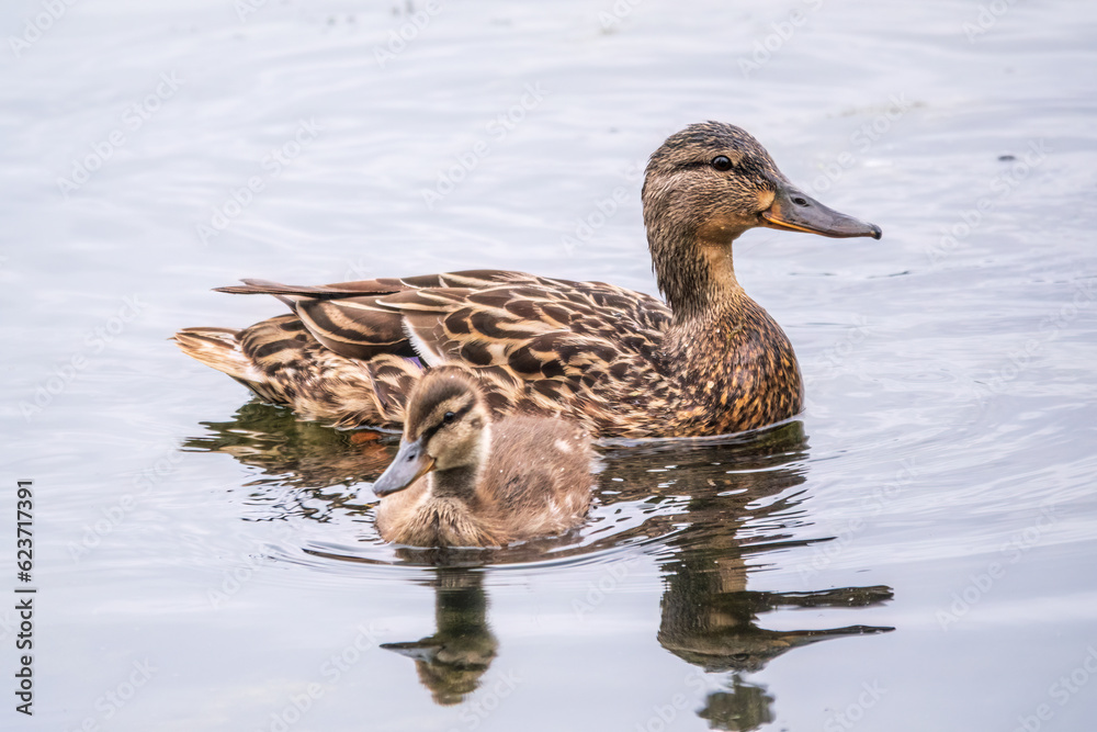 A family of ducks, a duck and its little ducklings are swimming in the water. The duck takes care of its newborn ducklings. Mallard, lat. Anas platyrhynchos