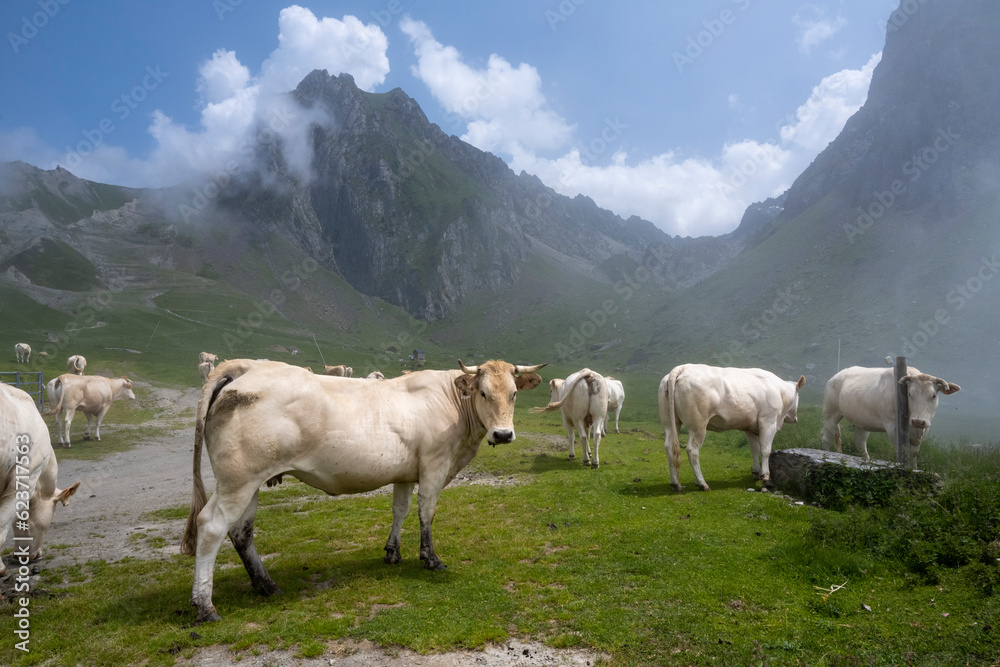 Bovins des Pyrénées en pâturage d'estive