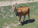 Eland antelope. Taurotragus oryx. During the summer