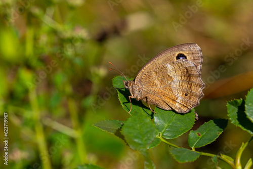 brown butterfly on green leaf, Dryad, Minois dryas photo