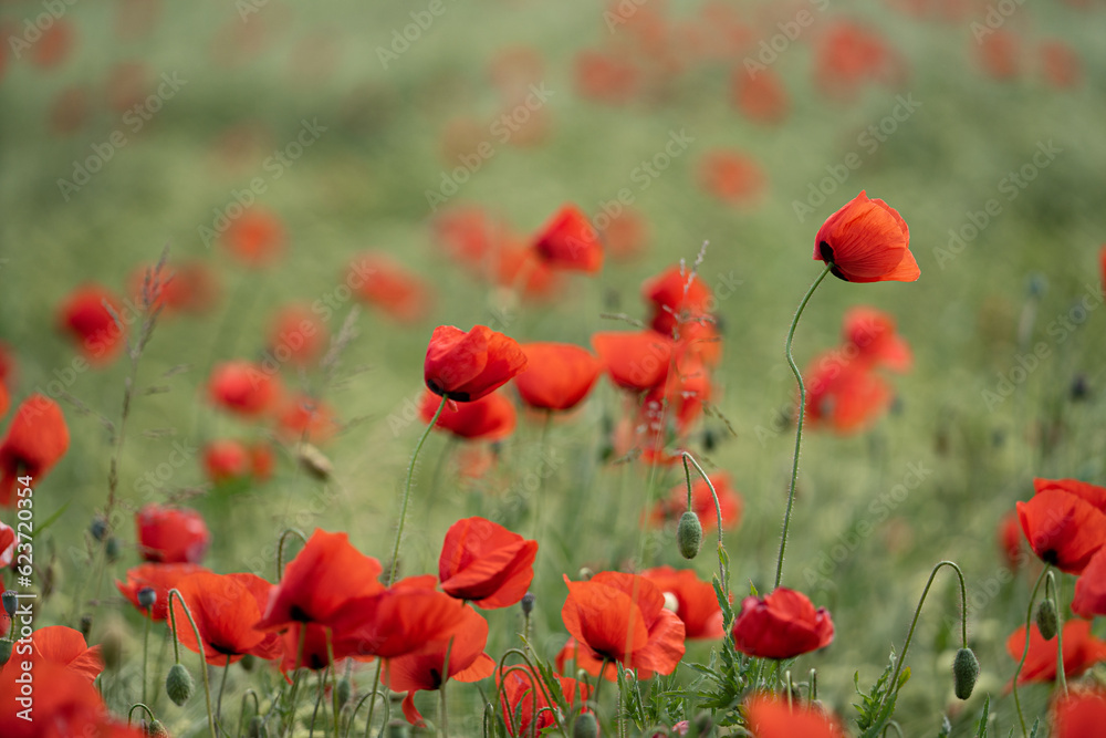 Fototapeta premium Mohnblumen